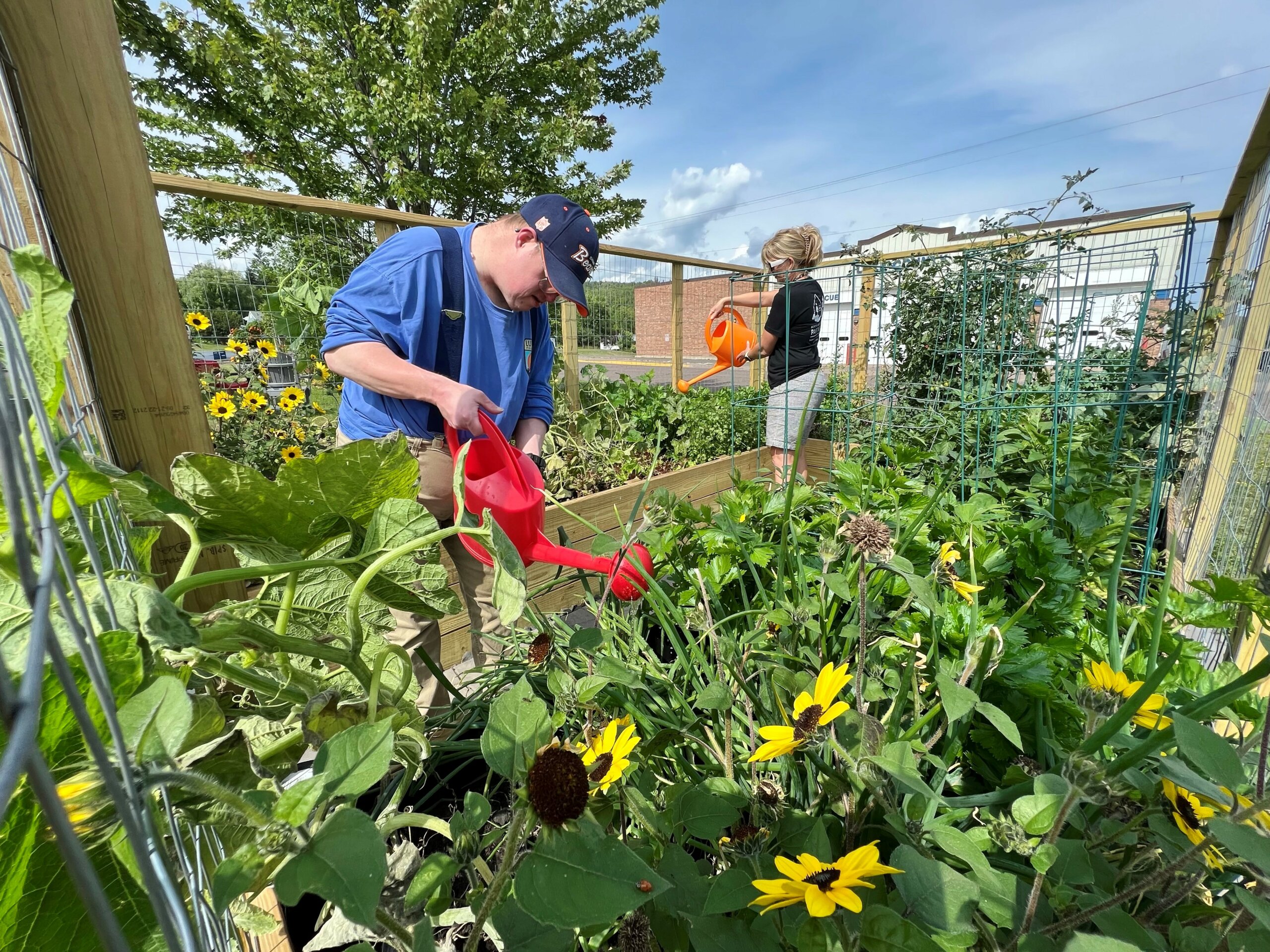 North Shore Area Partners volunteers, David, left, and Stacey, water the raised beds in the NSAP Community Garden on a sunny day in Silver Bay, MN.