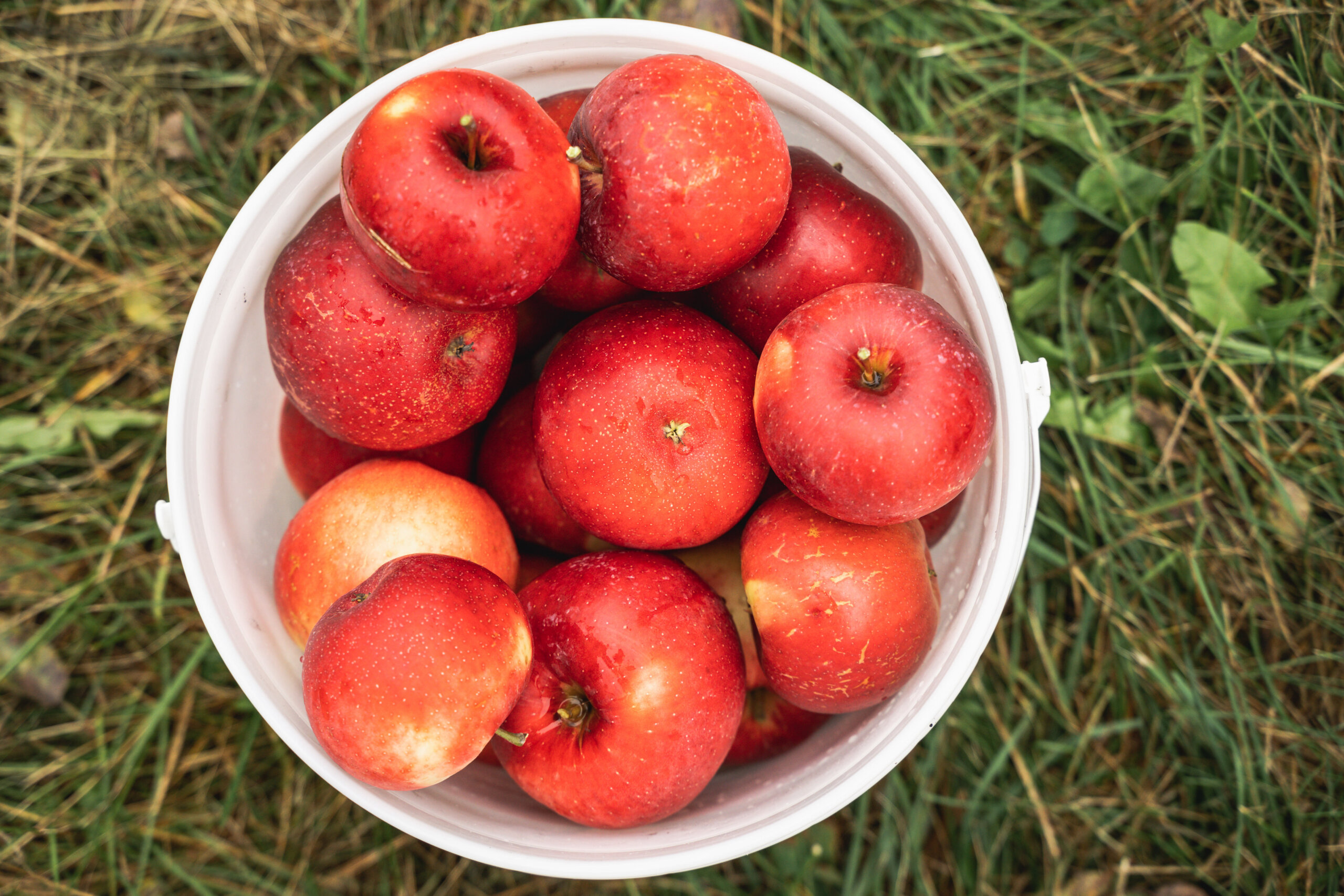 Apple bucket Weisguy Oct 2020