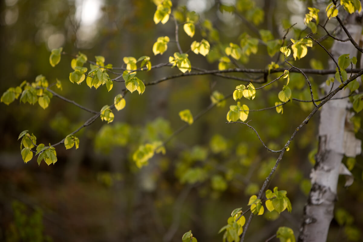 Blandin Foundation 053