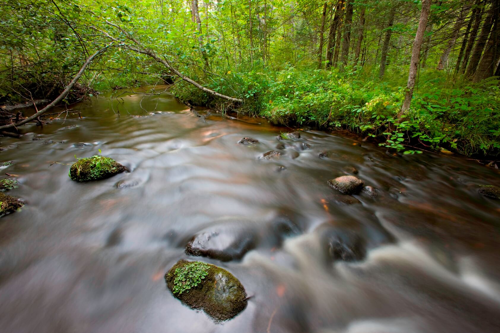 Smith Creek, a designated trout stream flows through hardwood forest on UPM/Blandin forest land in Itasca County, MInnesota.