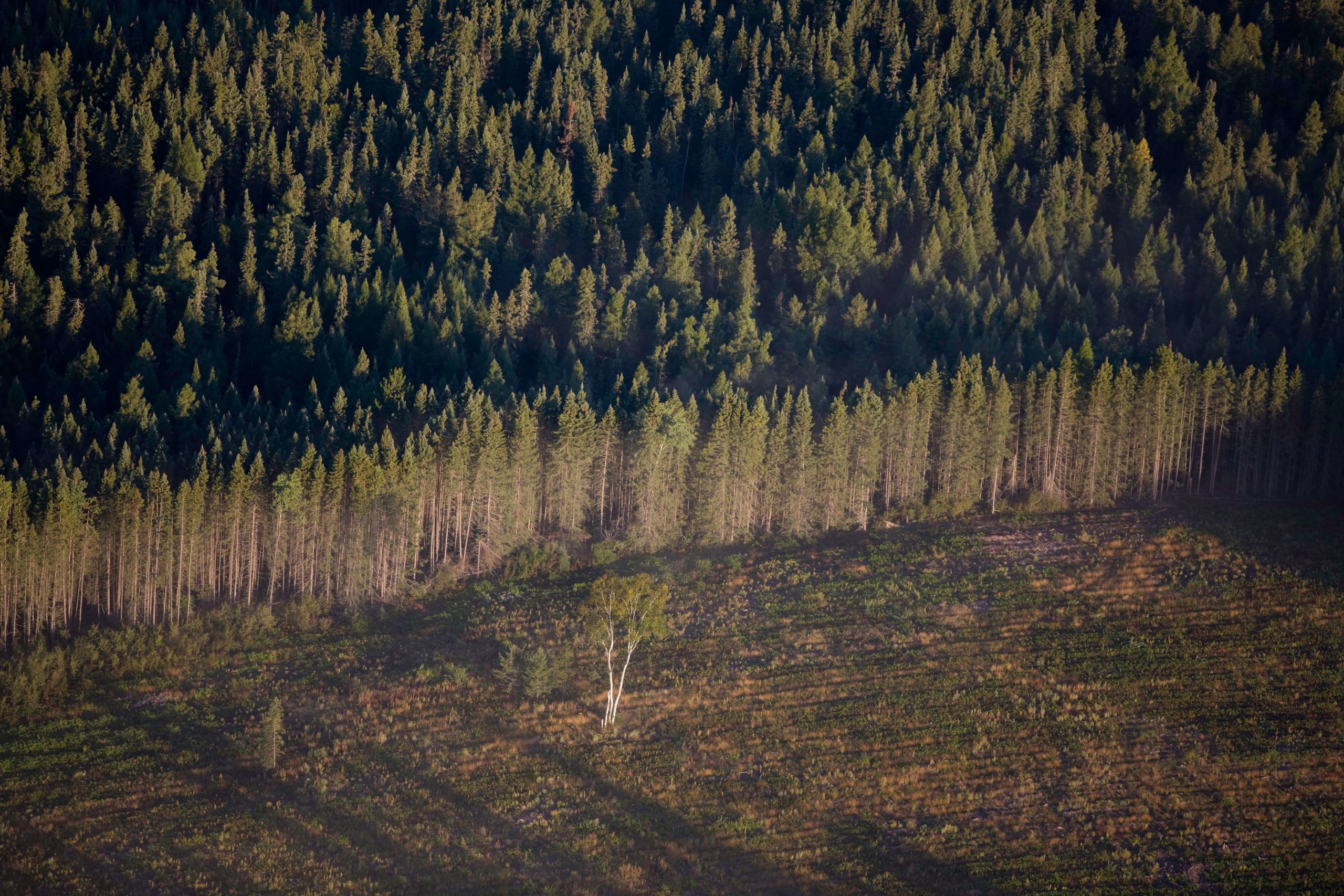 Aerial view of lone birch in clear cut on UPM/Blandin forest land in Itasca County, Minnesota.