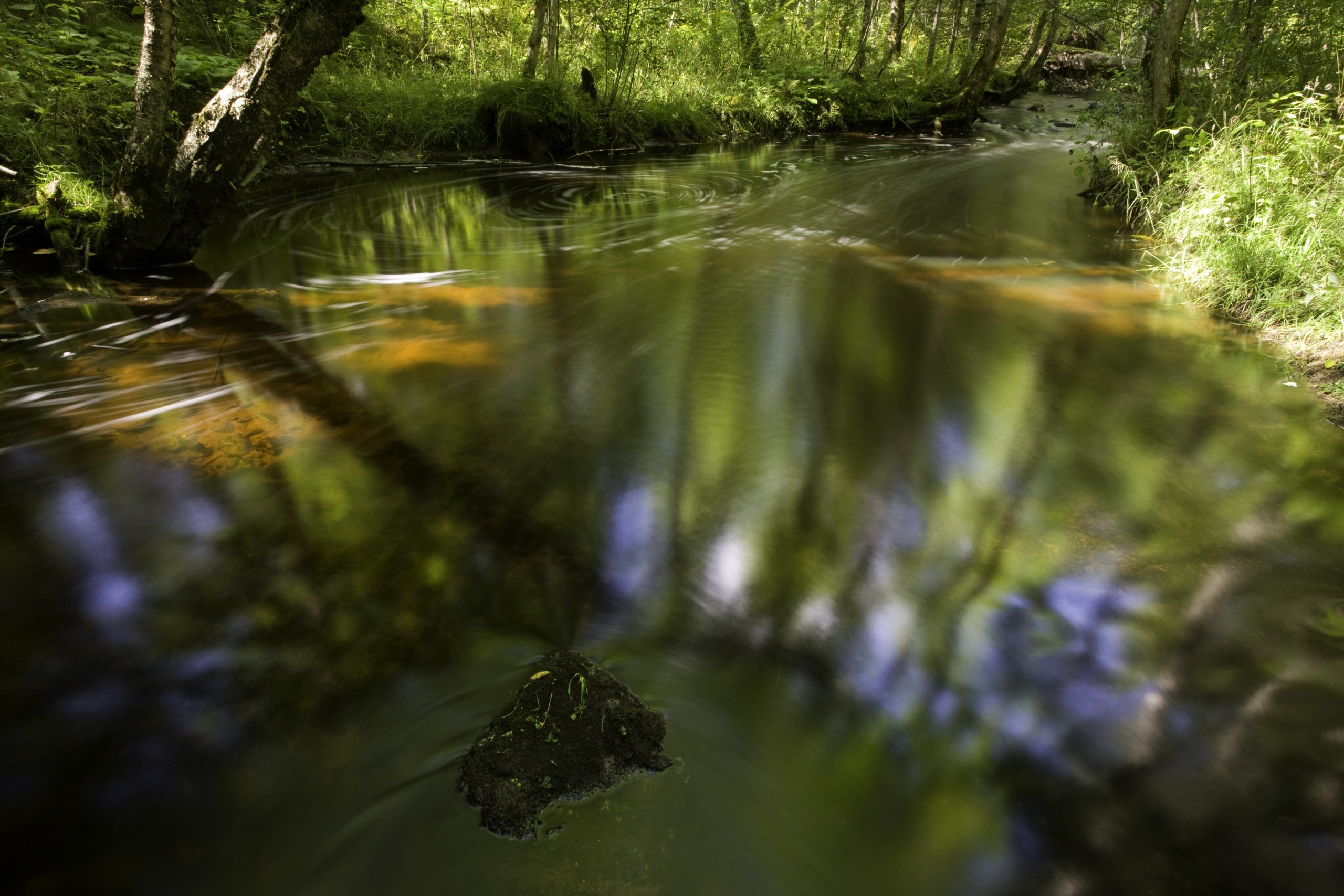 Smith Creek, a designated trout stream flows through hardwood forest on UPM/Blandin forest land in Itasca County, MInnesota.