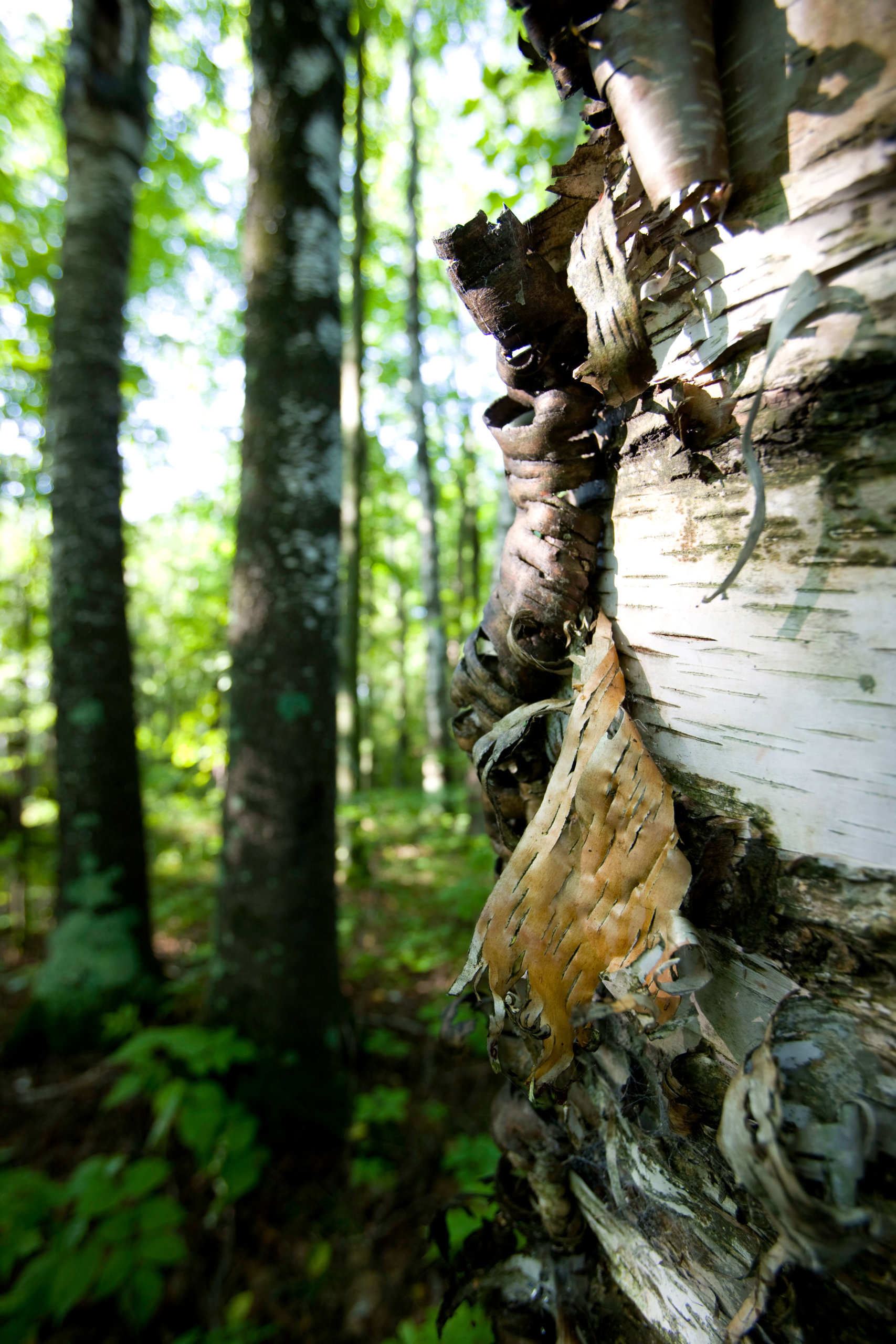 Paper birch trunk with peeling bark in northern hardwood forest on UPM/Blandin forest land in Itasca County, Minnesota.