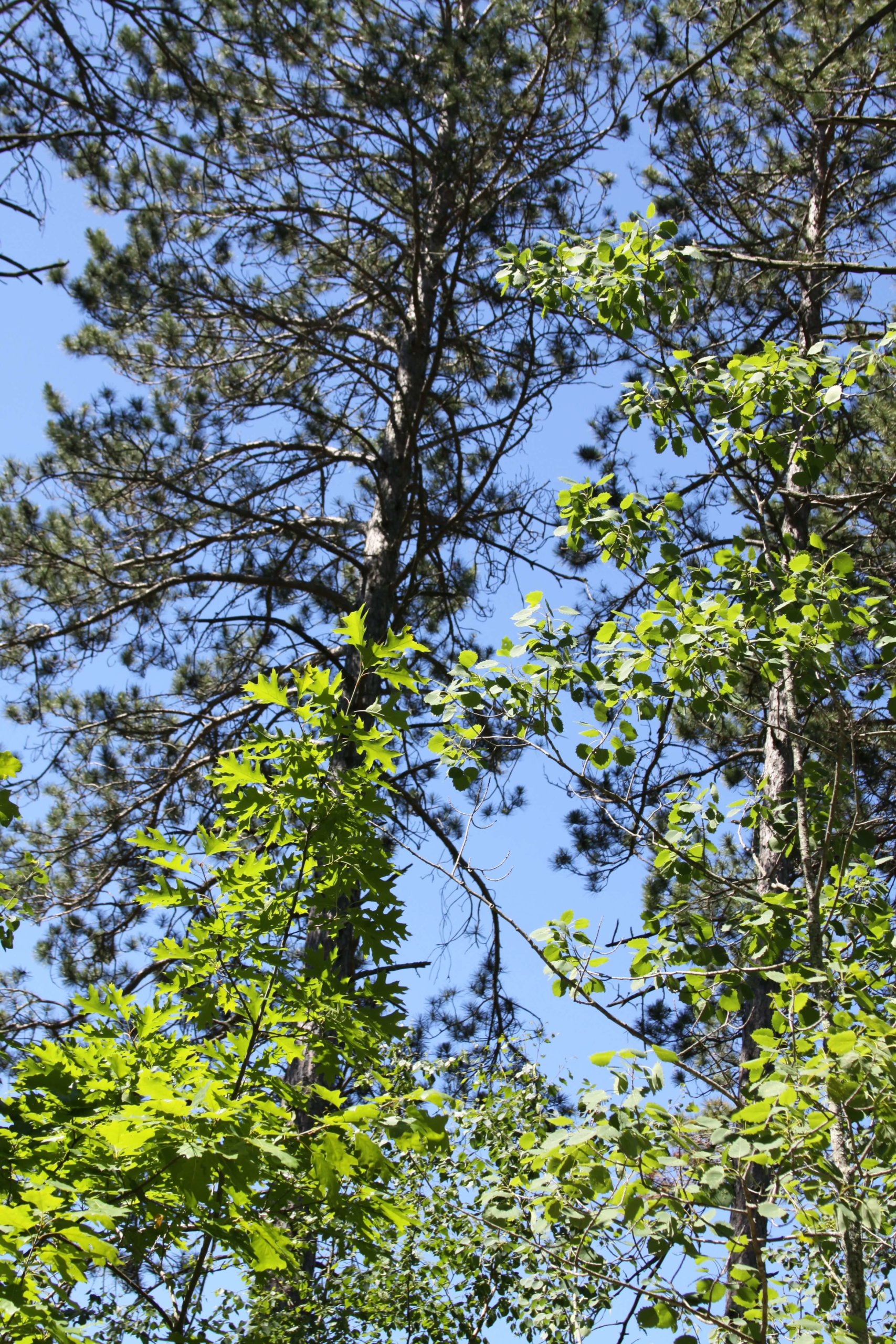 Tall pines and birch